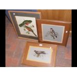 E.VAUGHAN - three ornithological watercolours, tog
