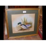 Two original watercolours of ducks - signed VAUGHA