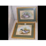E VAUGHN - two ornithological watercolours, framed