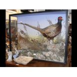 A stuffed and mounted Pheasant in glazed case - 64