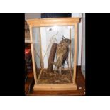 Stuffed and mounted bird of prey in glazed case -