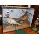 Stuffed and mounted partridges in glazed case - 56