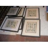 A set of eight old botanical prints - framed and g