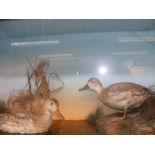A taxidermy scene of ducks - preserved and cased b