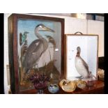 A stuffed and mounted heron in glazed case - 78cm