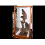 Stuffed and mounted birds of prey in glazed case -