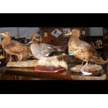 Three stuffed and mounted birds