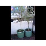 A pair of olive trees in green planters