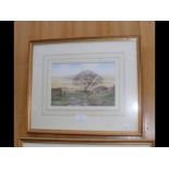 CAVENDISH MORTON - watercolour of Island rural sce