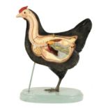 AN EARLY 20TH CENTURY ANATOMICAL MODEL OF A HEN