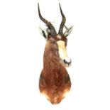 A 20TH CENTURY TAXIDERMY MOUNT OF A BLESBOK ANTELOPE