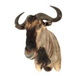 A 20TH CENTURY TAXIDERMY MOUNT OF A WILDEBEEST
