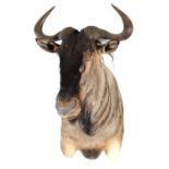 A 20TH CENTURY TAXIDERMY MOUNT OF A WILDEBEEST