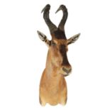 A 20TH CENTURY TAXIDERMY OF A HARTEBEEST MOUNT (ANTELOPE)