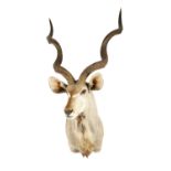 A 20TH CENTURY TAXIDERMY MOUNT OF A GREATER KUDU (ANTELOPE)