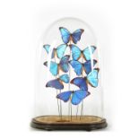 A 19TH CENTURY CASED TAXIDERMIC DISPLAY OF EXOTIC GIANT BLUE MORPHO BUTTERFLIES