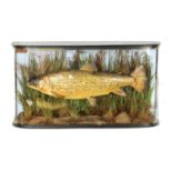 A LATE 19TH CENTURY TAXIDERMIC TROUT BY J. COOPER & SONS IN A GLAZED WRAP-AROUND CASE