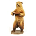 A LARGE LIFE SIZE LATE 19TH CENTURY TAXIDERMY BROWN BEAR ON MAHOGANY BASE