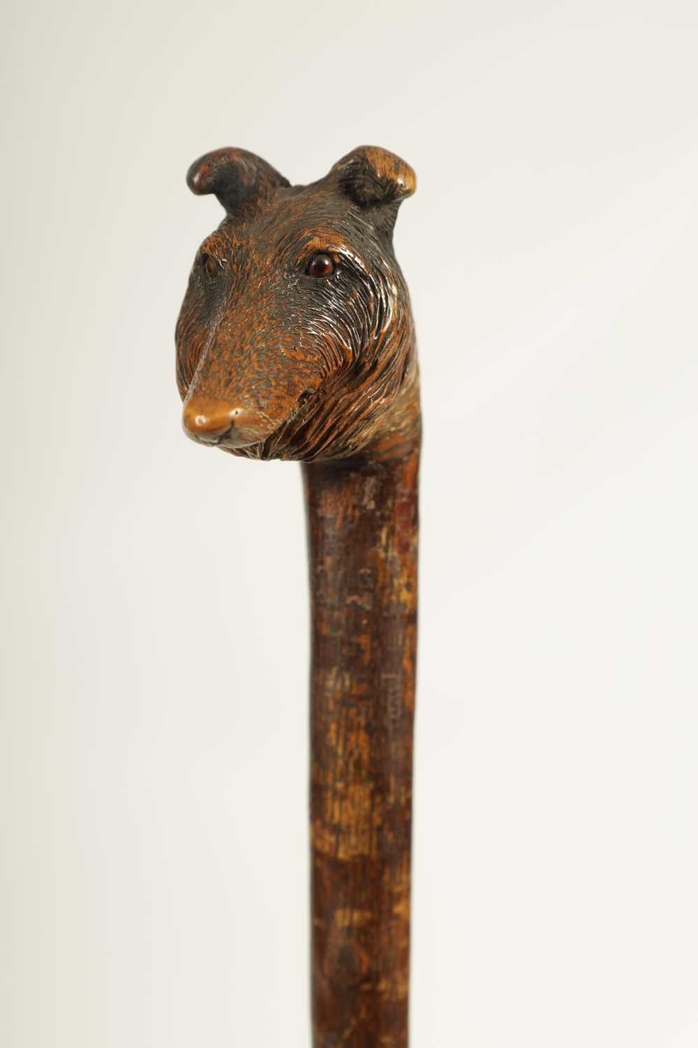 A LATE 19TH CENTURY BLACK FOREST HAZEL CARVED DOGS HEAD WALKING CANE - Image 4 of 6