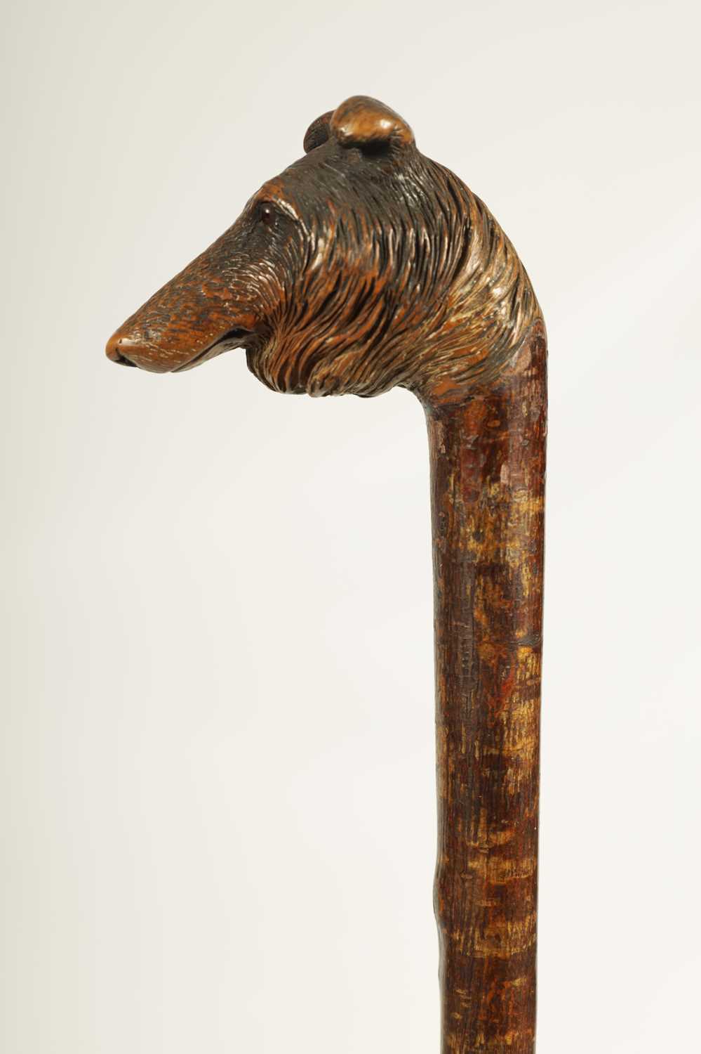 A LATE 19TH CENTURY BLACK FOREST HAZEL CARVED DOGS HEAD WALKING CANE - Image 3 of 6