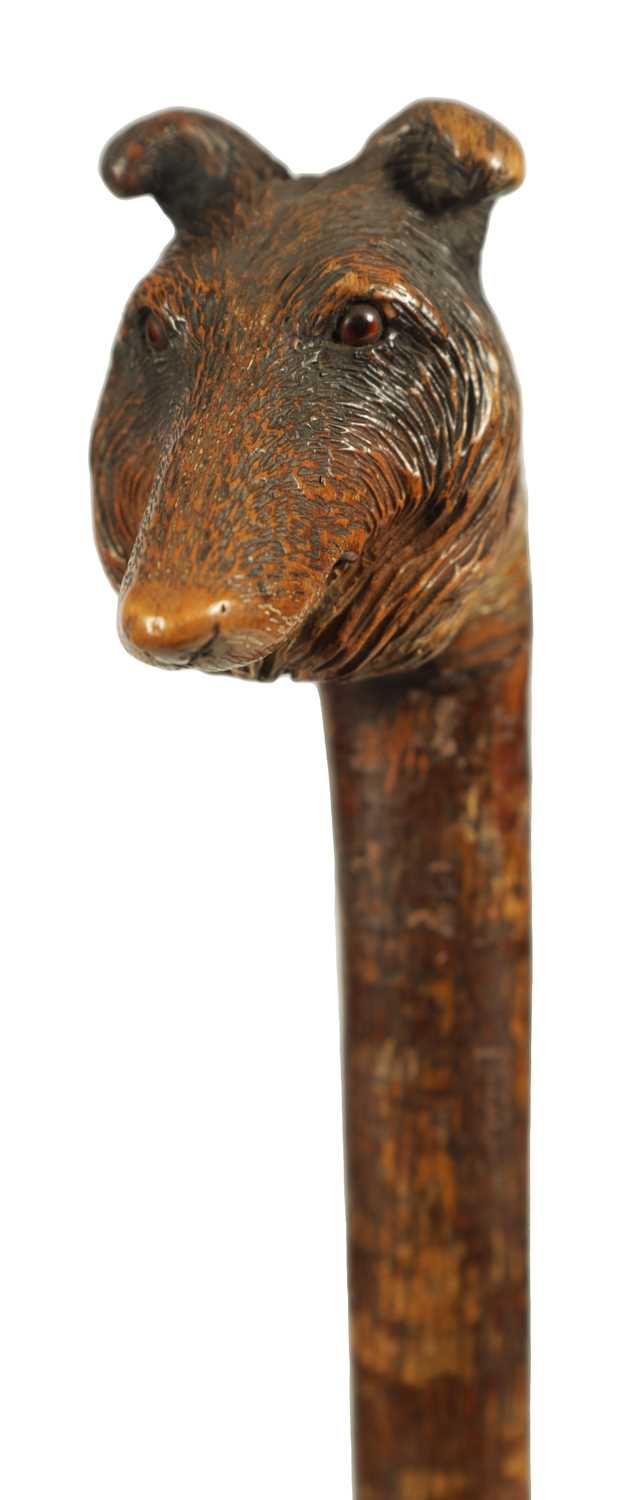 A LATE 19TH CENTURY BLACK FOREST HAZEL CARVED DOGS HEAD WALKING CANE