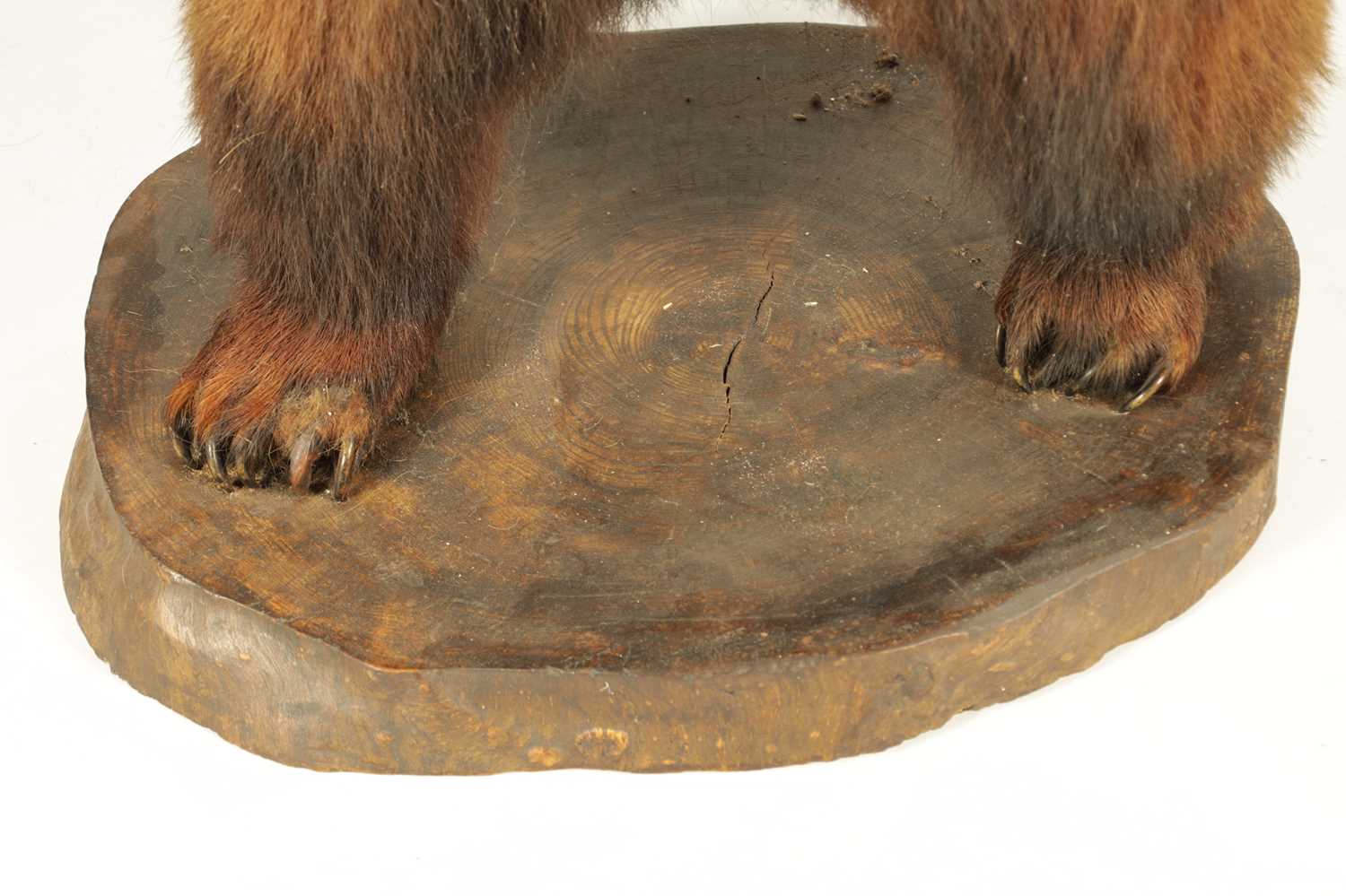 A LARGE LIFE SIZE LATE 19TH CENTURY TAXIDERMY BROWN BEAR ON MAHOGANY BASE - Image 7 of 8