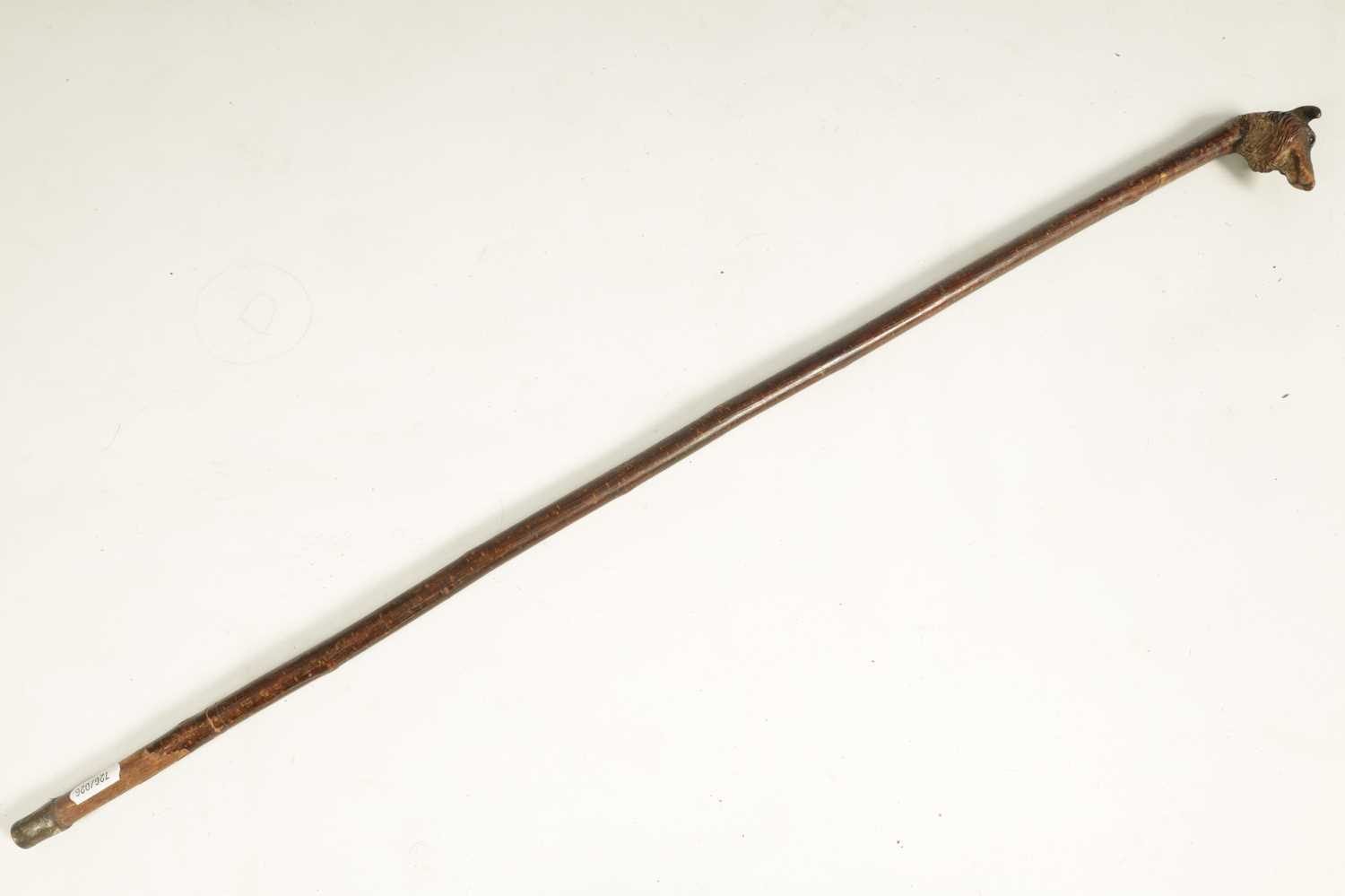 A LATE 19TH CENTURY BLACK FOREST HAZEL CARVED DOGS HEAD WALKING CANE - Image 6 of 6