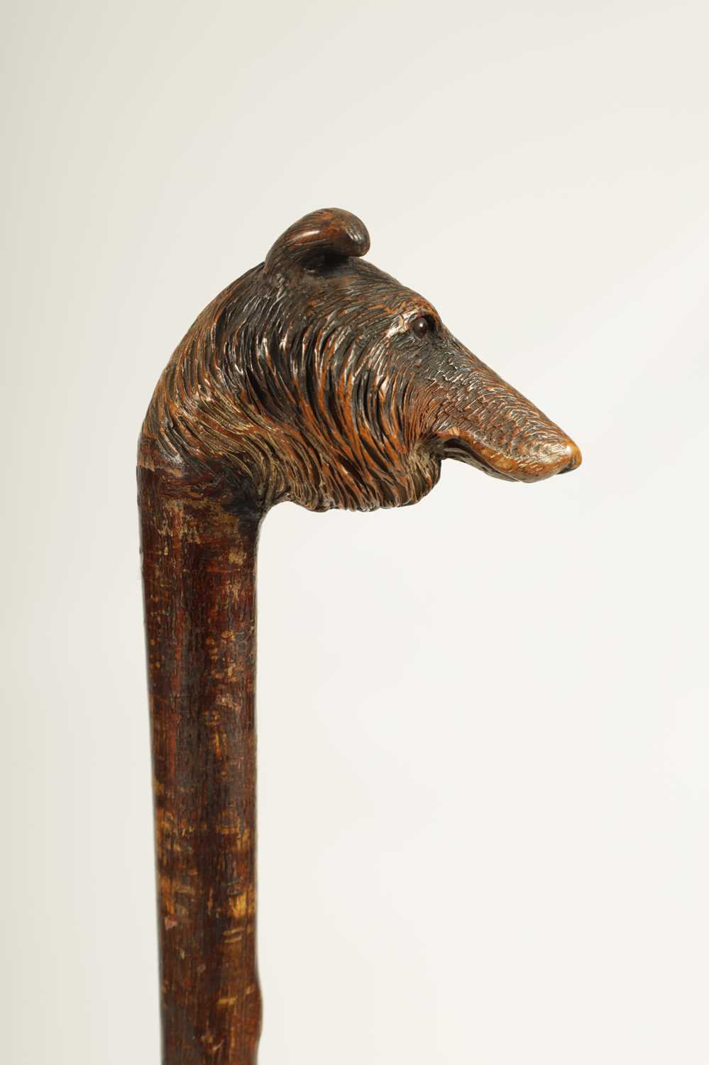 A LATE 19TH CENTURY BLACK FOREST HAZEL CARVED DOGS HEAD WALKING CANE - Image 2 of 6