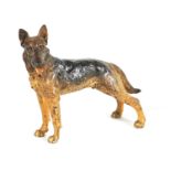 A LATE 19TH/ EARLY 20TH CENTURY AUSTRIAN COLD PAINTED BRONZE SCULPTURE OF AN ALSATIAN DOG