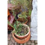 Collection of Potted plants (5)