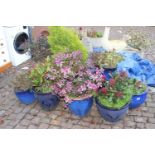 Large collection of assorted Garden pots with shrubs