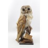 Taxidermy of Barn Owl dated 1897 on naturalistic base