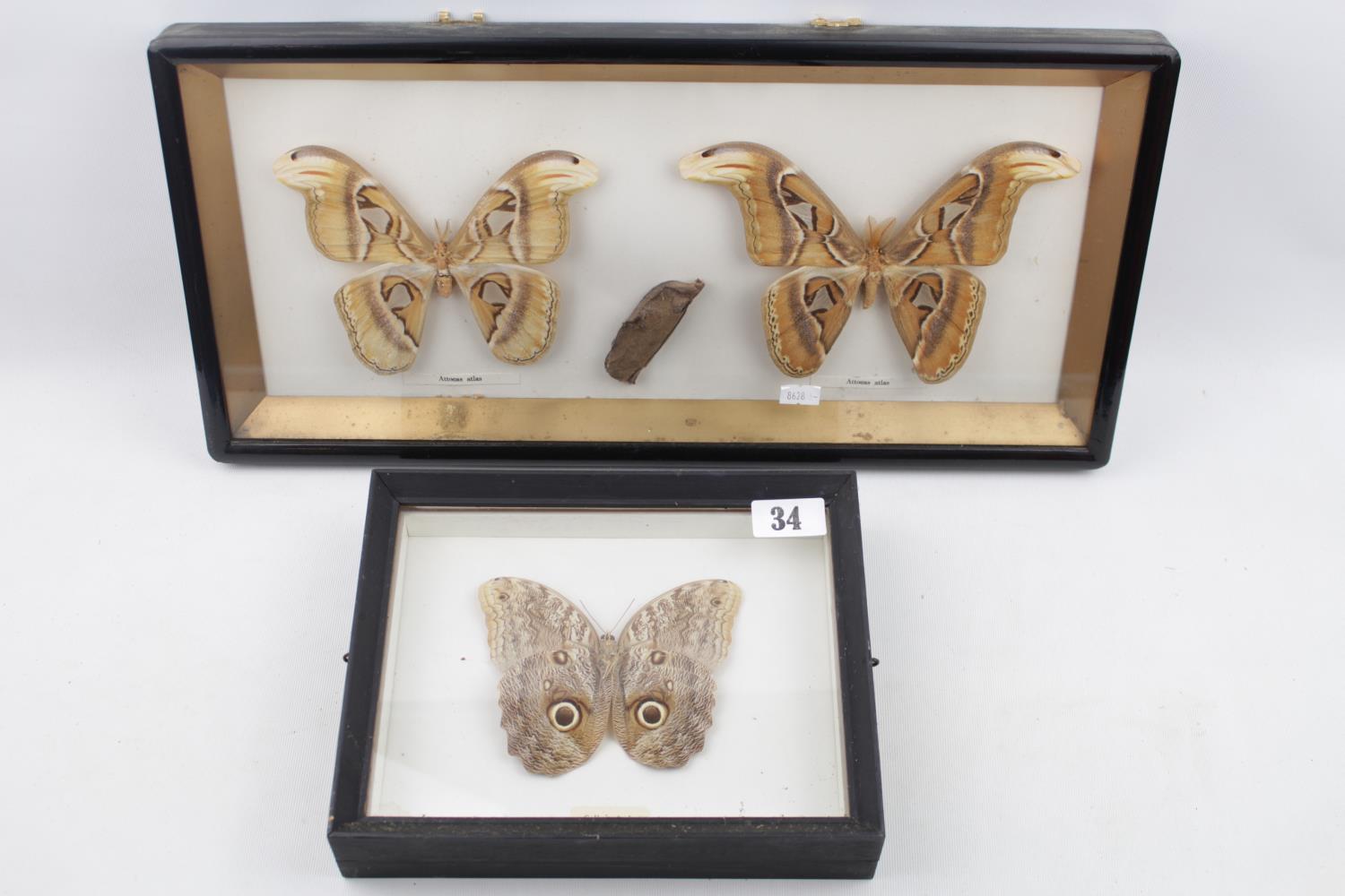 Taxidermy of Moths Caligo Species & Attocas Atlas