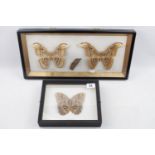 Taxidermy of Moths Caligo Species & Attocas Atlas