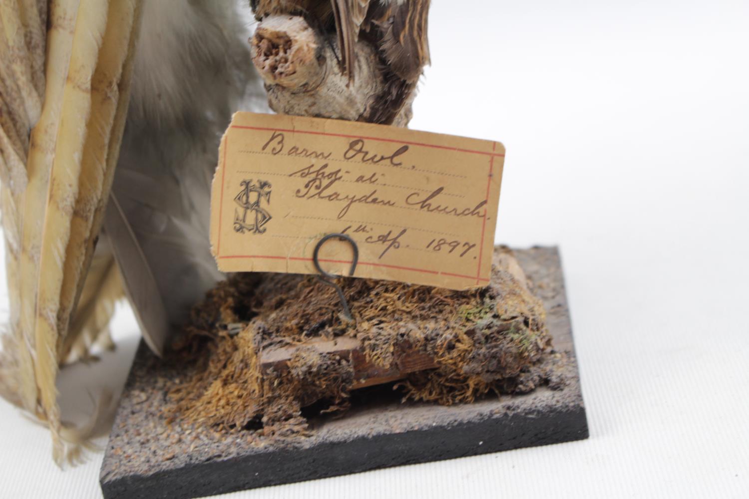 Taxidermy of Barn Owl dated 1897 on naturalistic base - Image 2 of 2