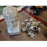 Reproduction Phrenology Head by L N Fowler and a Turtle Fruit Bowl and a large collection of