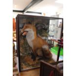 Large Taxidermy of a Male Fox in naturalistic setting 67cm in Height