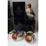 Collection of 3 Royal Crown Derby paperweights to include Green Winged Teal, Mallard & Carolina Duck