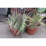 2 Aloe Vera Plants