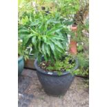 Small shrub in glazed pot