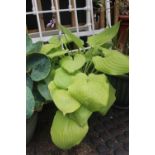 Glazed plant pot with Hostas