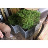 2 Square Planters with buxus