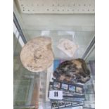Flint Axe Head and 2 Fossils