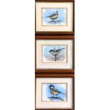 Set of 3 Mark Chester b.1960 Wildlife artist. 'Coal Tit Study', 'Great Tit Study' and 'Blue Tit