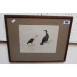 Framed watercolour of Seagull and Cormorant