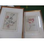 A pair of 19th Century black and sepia drawings of flowers and another pair of botanical drawings