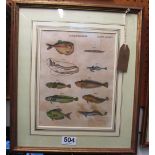 A coloured print Ichthyology, framed and glazed