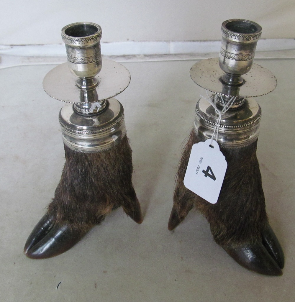 A pair of Wild Boar hooves made into candlesticks with plated sconces