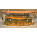 A Taxidermy Model Of A Pike caught at Harefield 1883 within bow glass case, 92 cms long