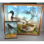 A Taxidermy Model of Two Ducks and a Kingfisher within glazed case together with another similar